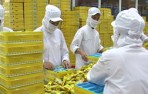 Công ty Yến sào Khánh Hòa kế hoạch doanh thu tăng 35% so với năm ngoái